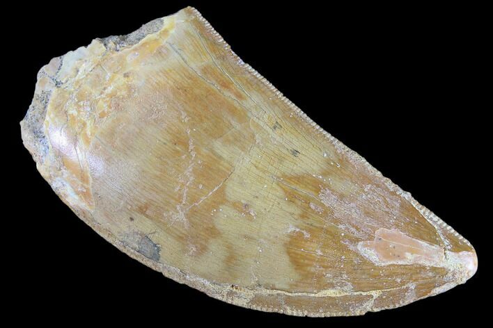 Serrated, Carcharodontosaurus Tooth - Real Dinosaur Tooth #85827